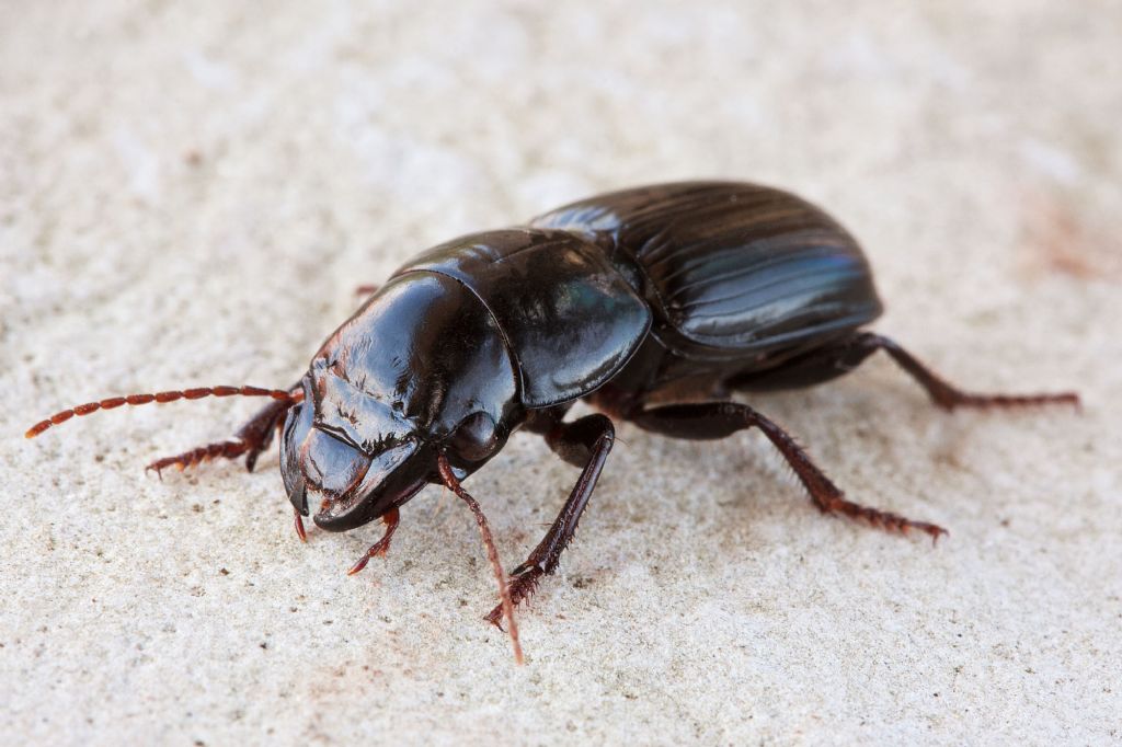 Acinopus megacephalus? no, Acinopus picipes